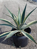 14" Agave Tequilana Weberi Variegated